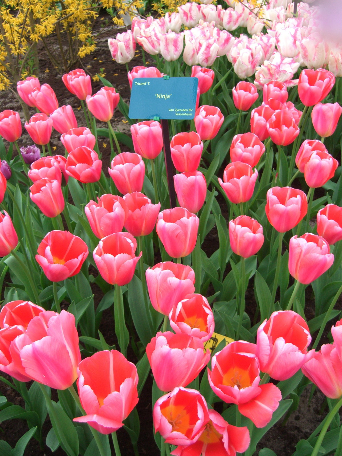 Netherlands Keukenhof